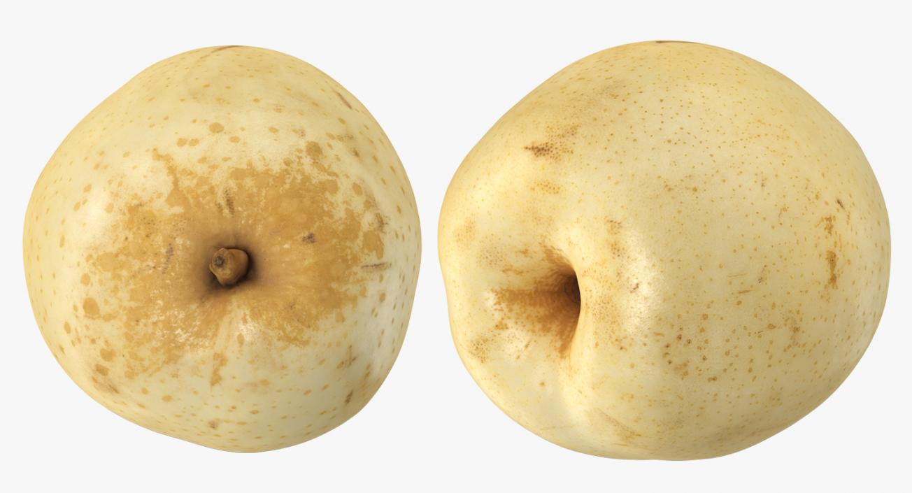 3D model Nashi Pear