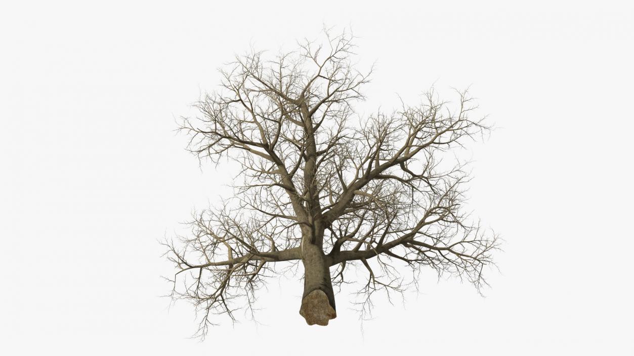 Leafless Maple Tree 3D model