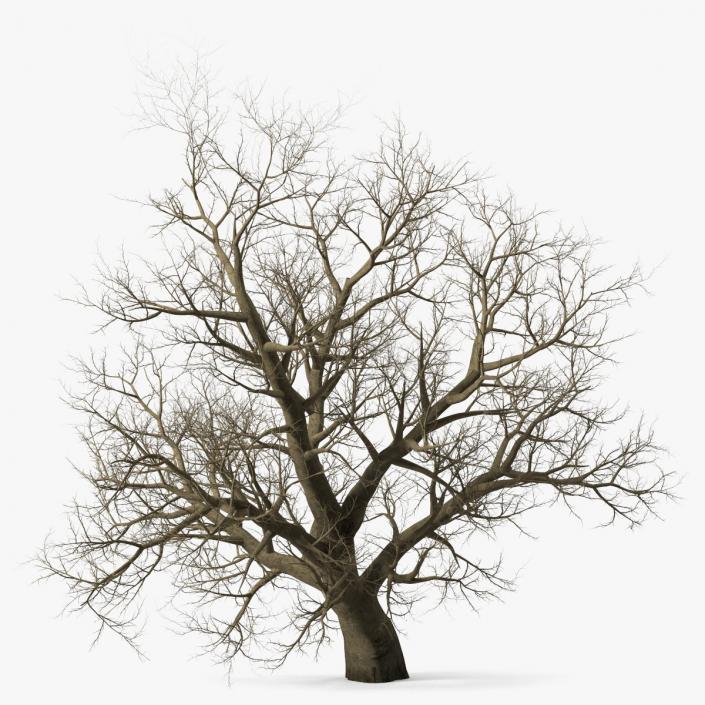 Leafless Maple Tree 3D model