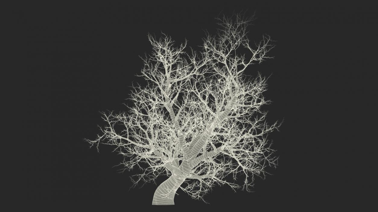 Leafless Maple Tree 3D model