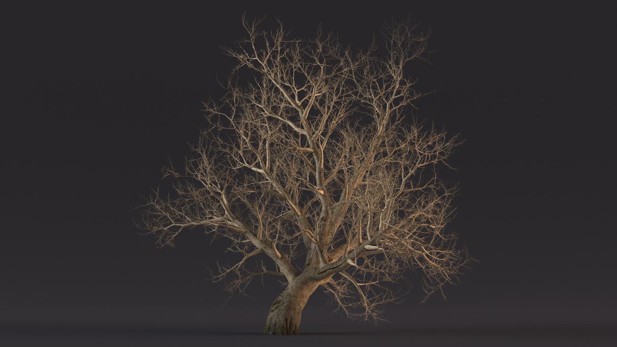 Leafless Maple Tree 3D model