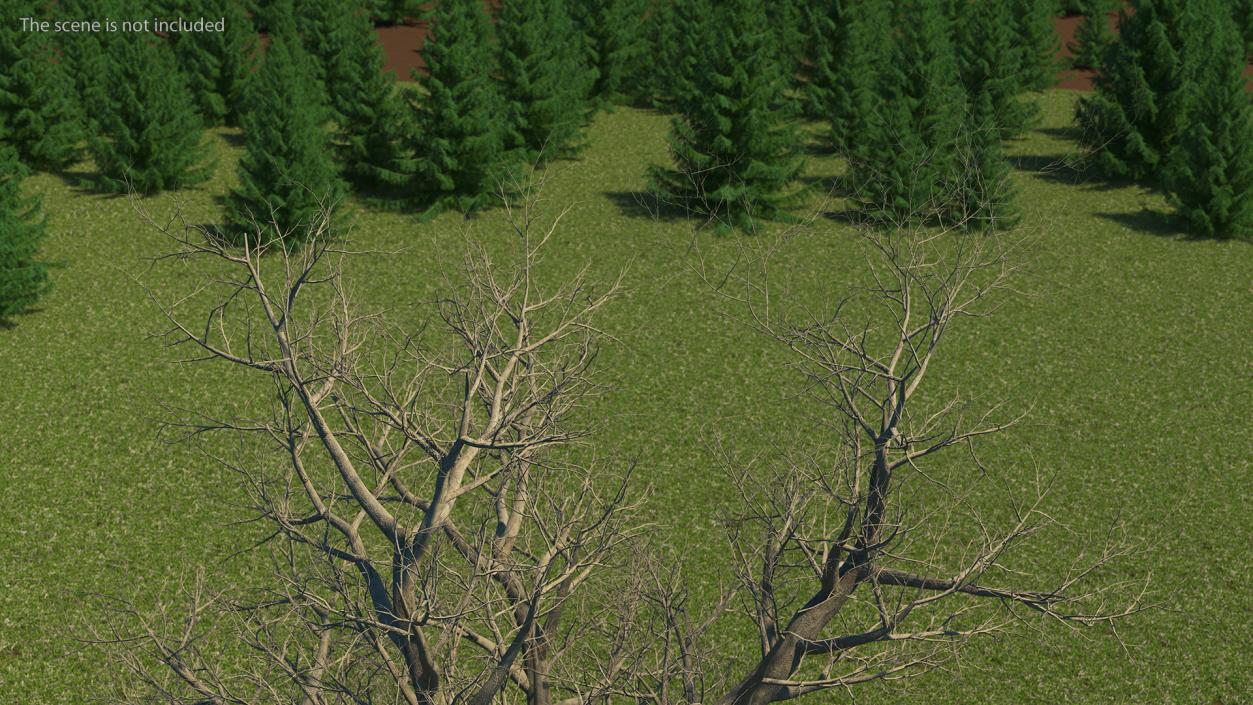 Leafless Maple Tree 3D model