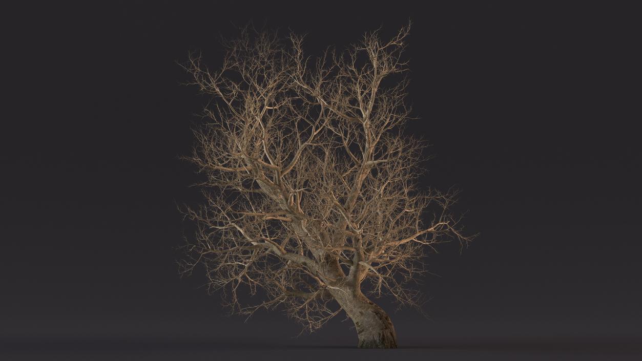 Leafless Maple Tree 3D model