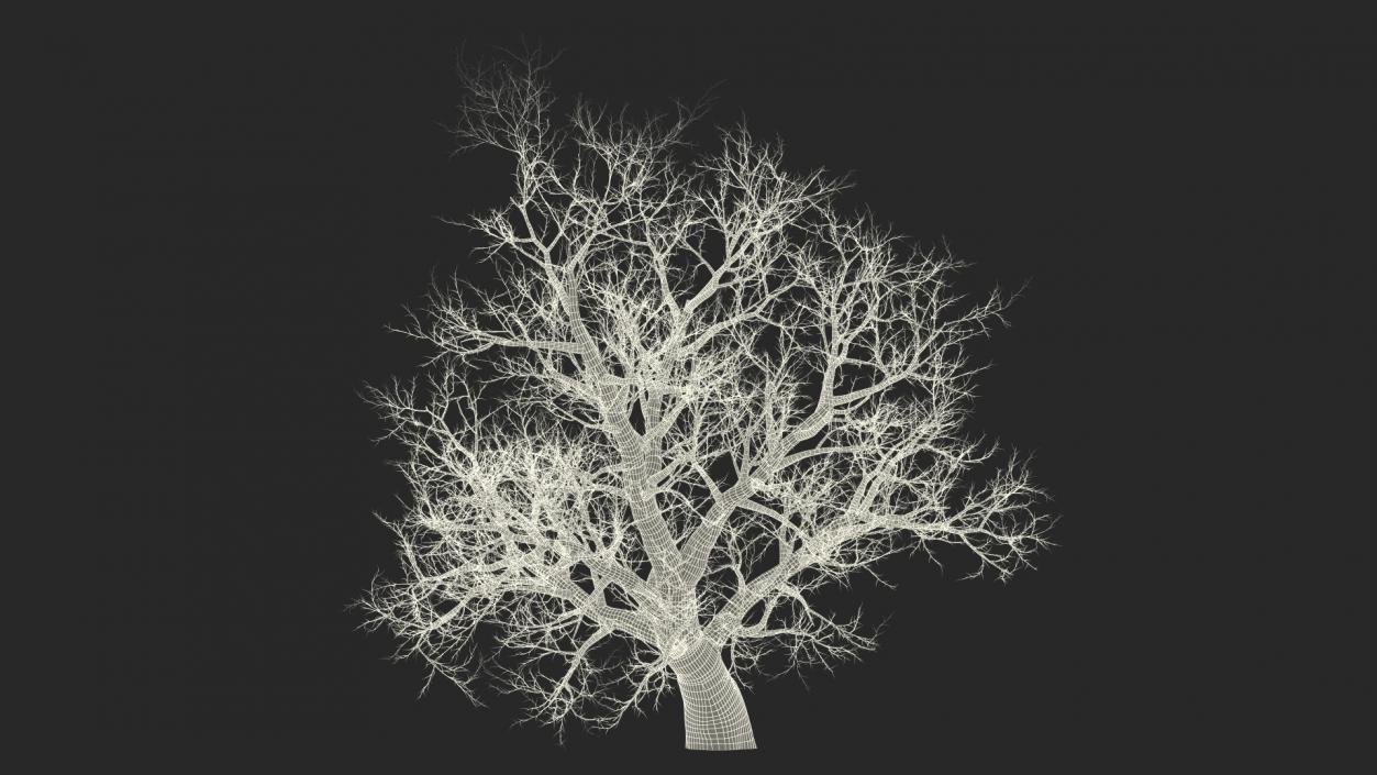 Leafless Maple Tree 3D model