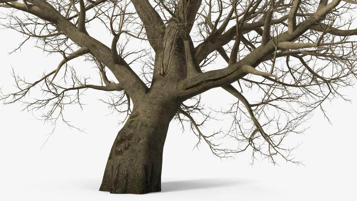 Leafless Maple Tree 3D model