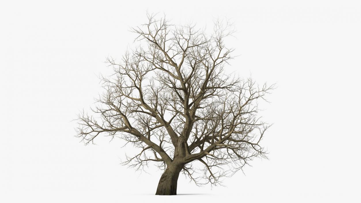 Leafless Maple Tree 3D model