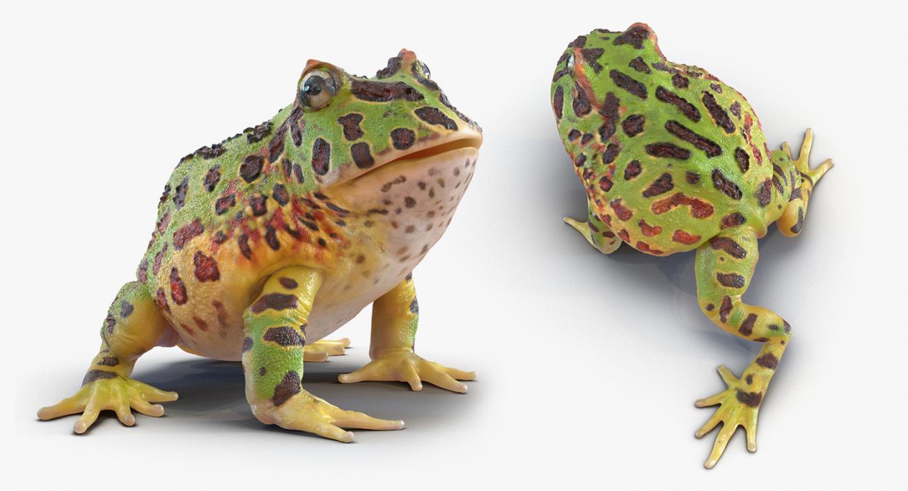 3D Rigged Frogs 3D Models Collection model