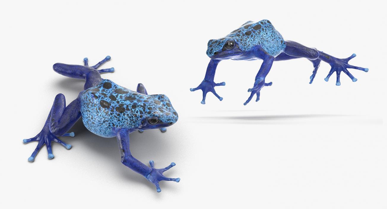 3D Rigged Frogs 3D Models Collection model