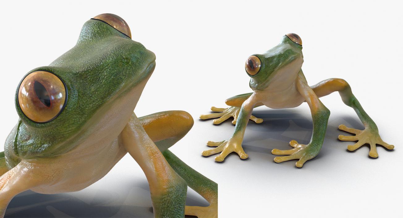 3D Rigged Frogs 3D Models Collection model