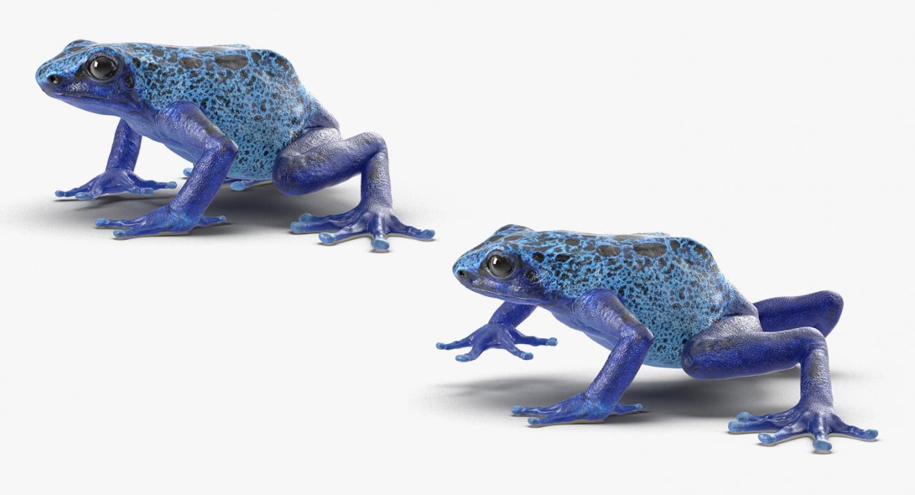 3D Rigged Frogs 3D Models Collection model