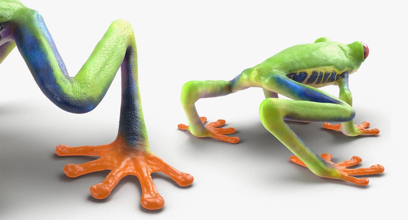 3D Rigged Frogs 3D Models Collection model