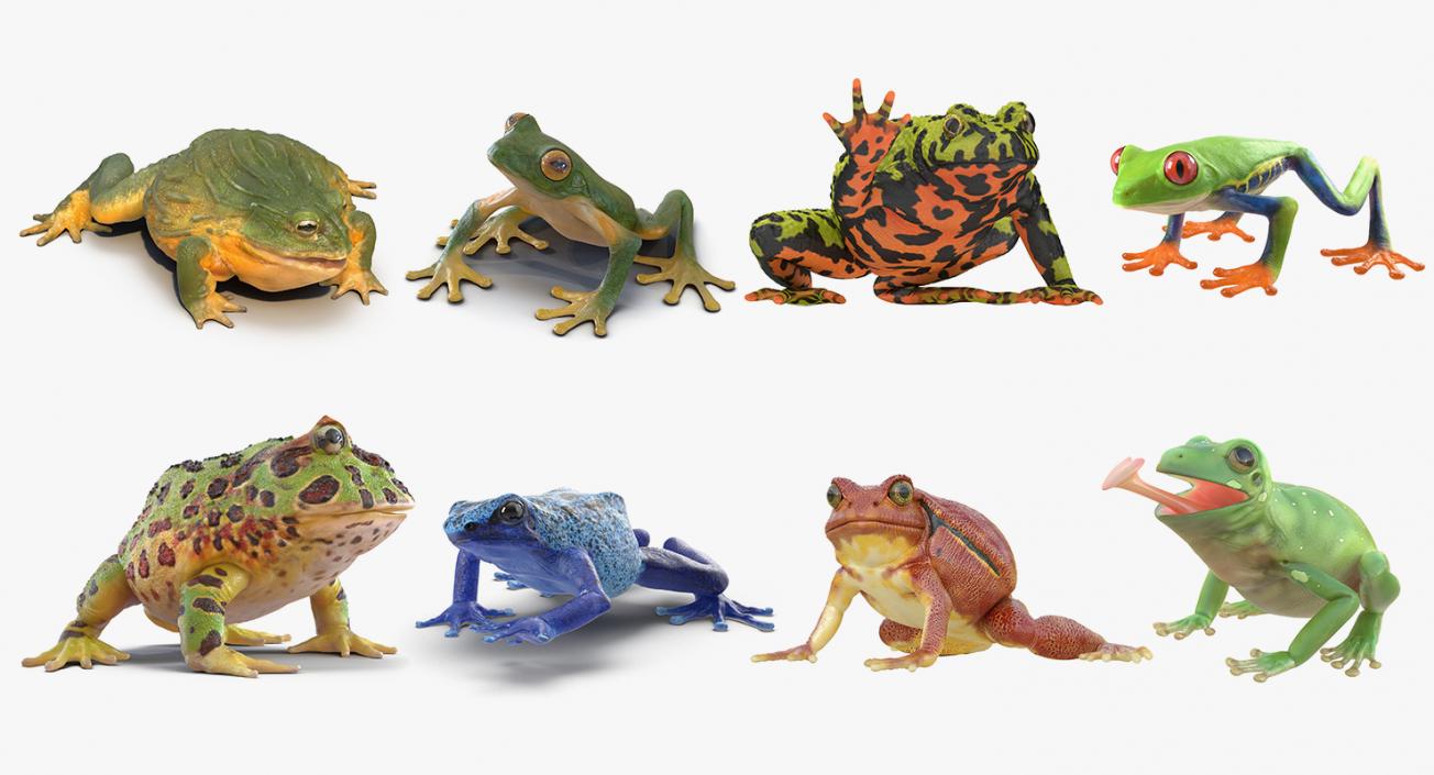 3D Rigged Frogs 3D Models Collection model