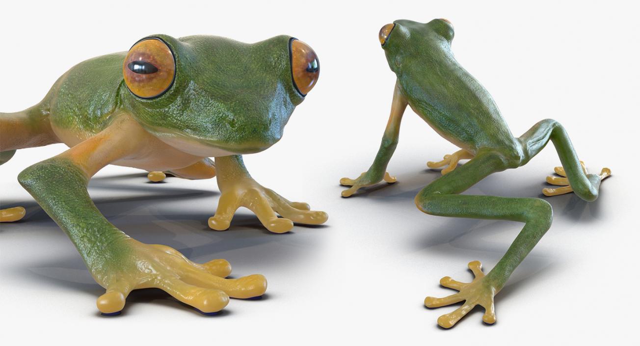 3D Rigged Frogs 3D Models Collection model