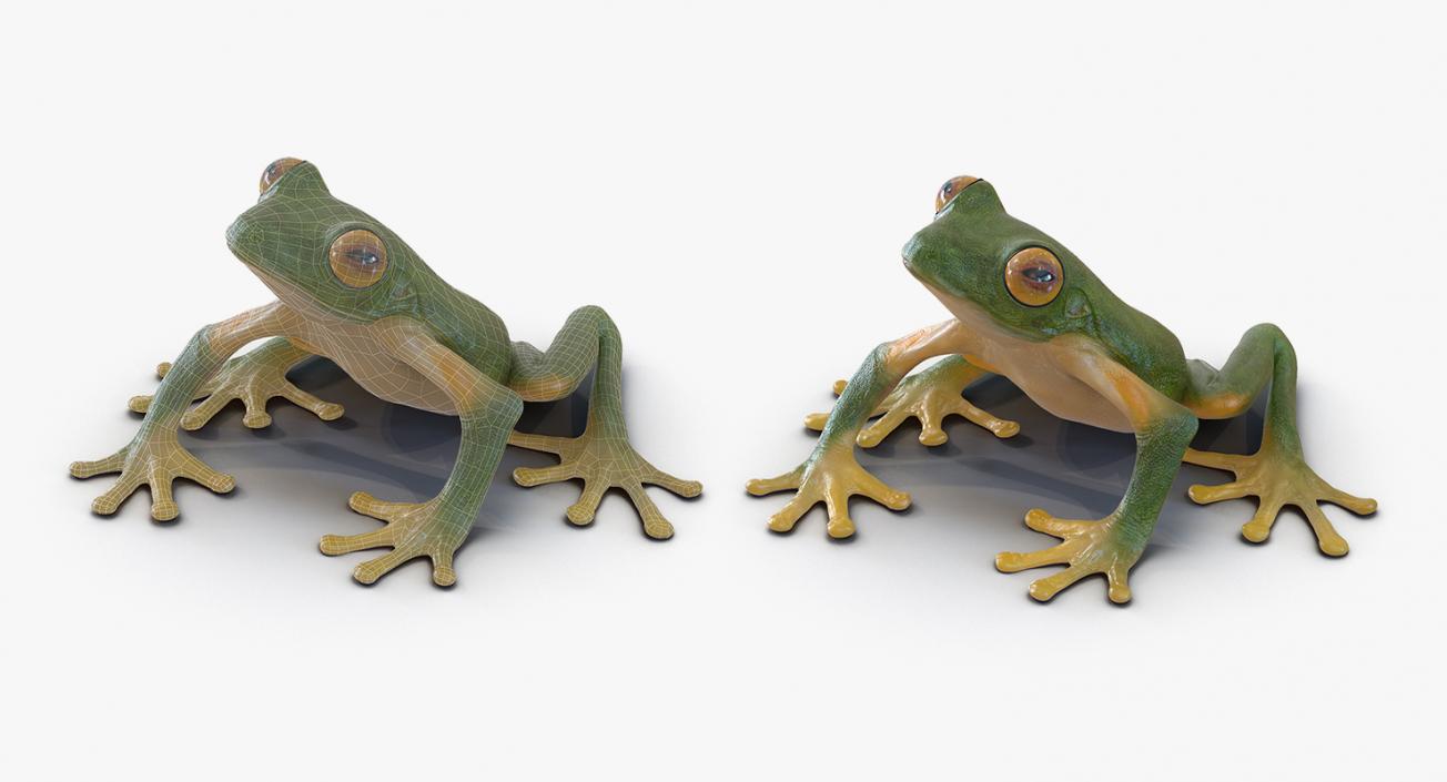 3D Rigged Frogs 3D Models Collection model