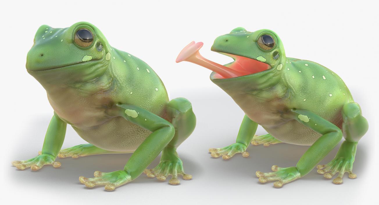 3D Rigged Frogs 3D Models Collection model