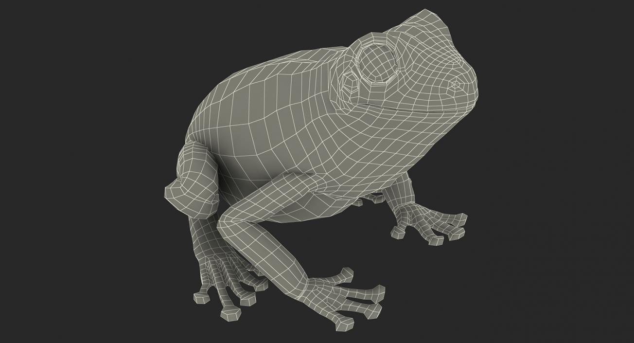 3D Rigged Frogs 3D Models Collection model