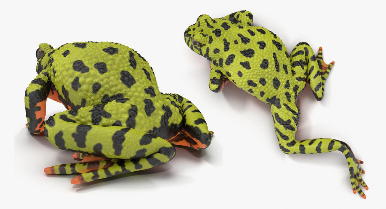 3D Rigged Frogs 3D Models Collection model