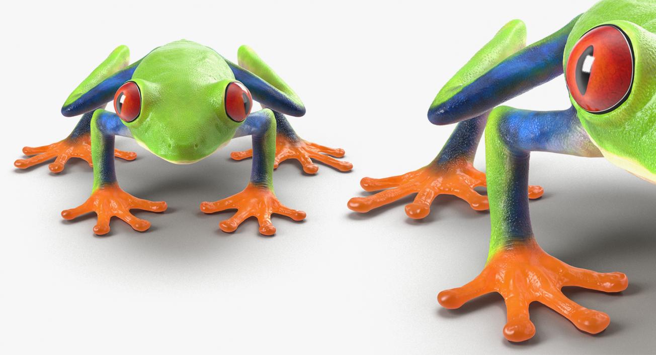 3D Rigged Frogs 3D Models Collection model