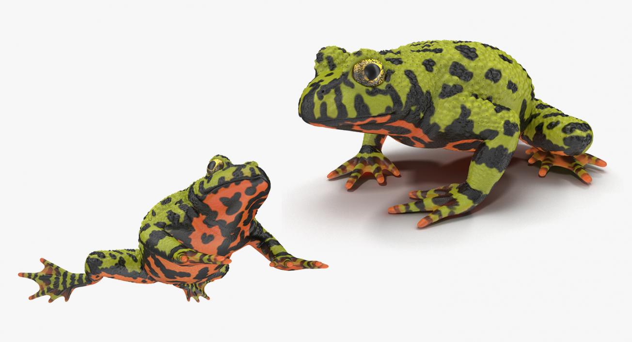 3D Rigged Frogs 3D Models Collection model