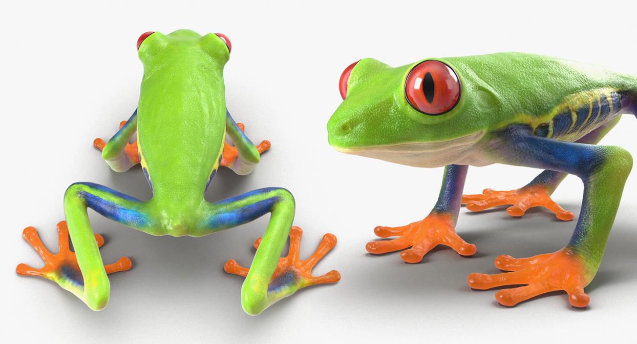 3D Rigged Frogs 3D Models Collection model