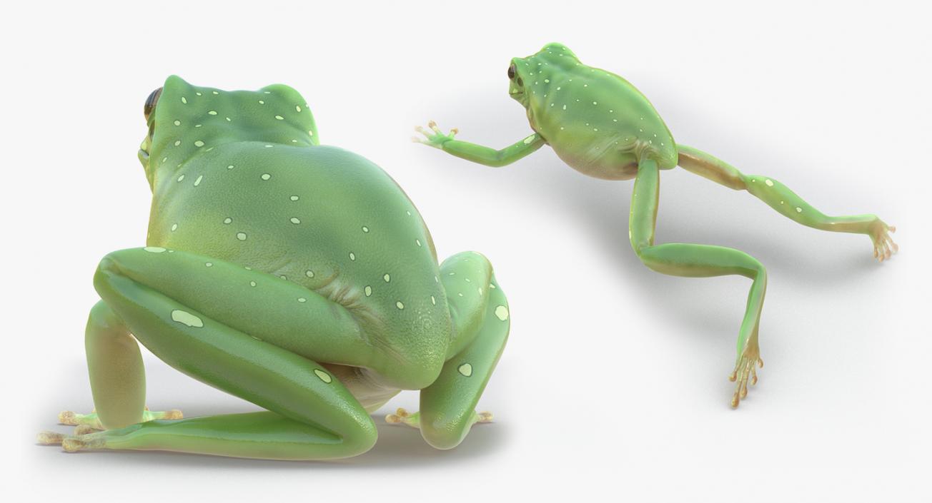 3D Rigged Frogs 3D Models Collection model