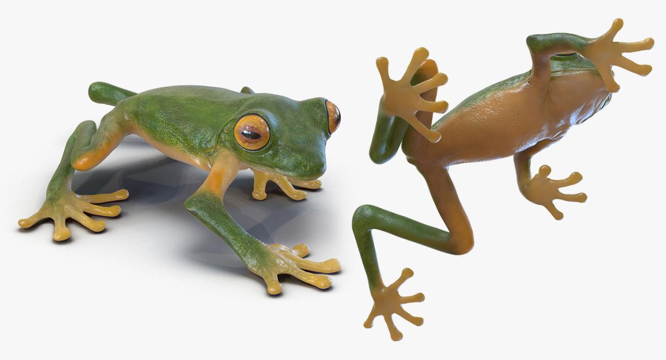 3D Rigged Frogs 3D Models Collection model