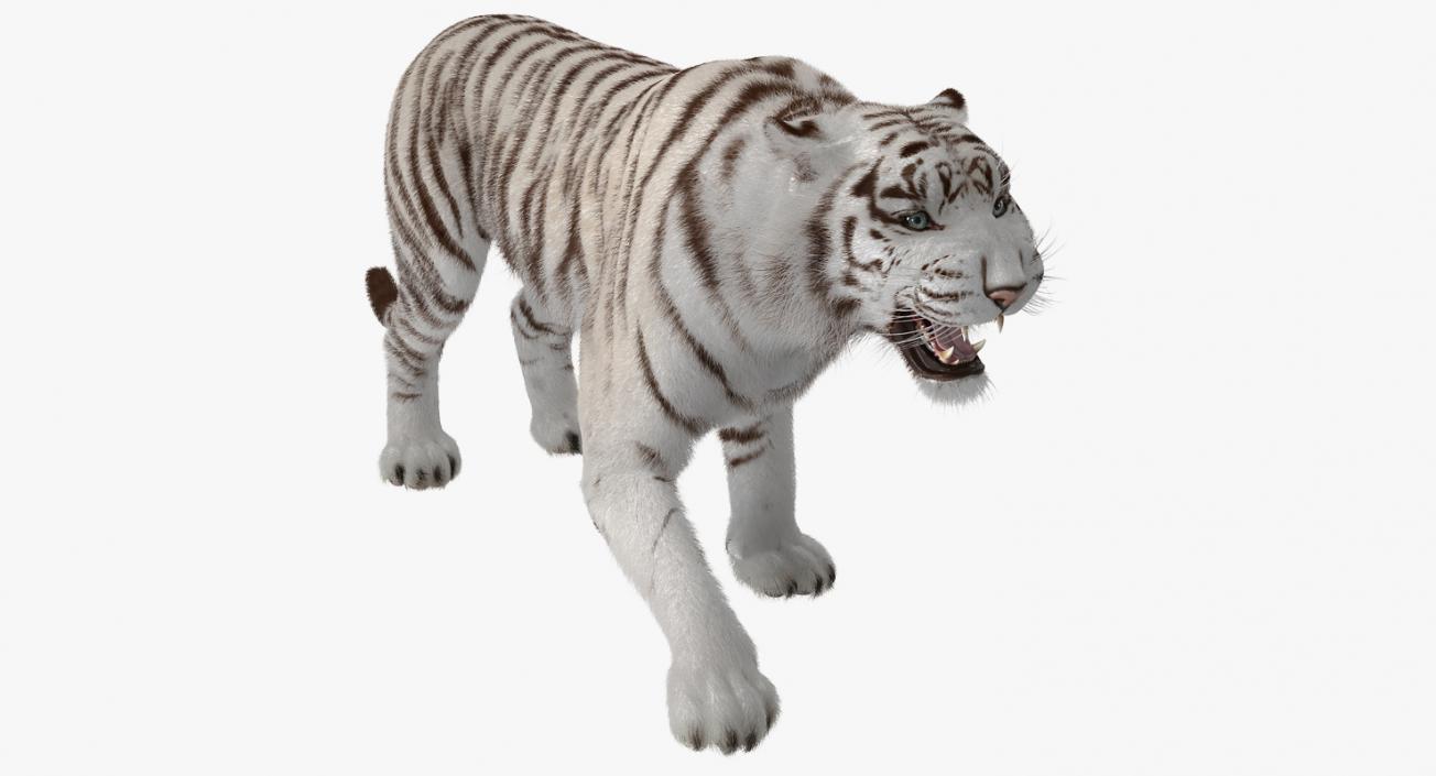 3D model White Tiger Roar with Fur