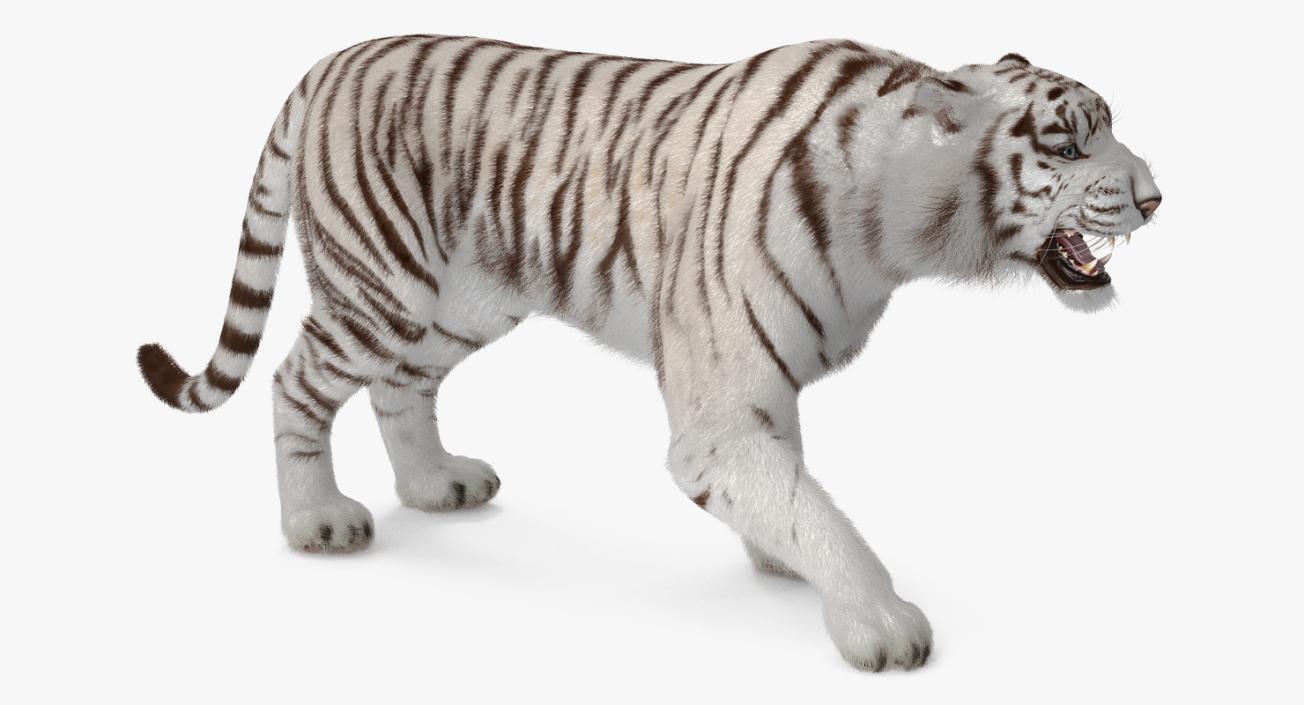 3D model White Tiger Roar with Fur