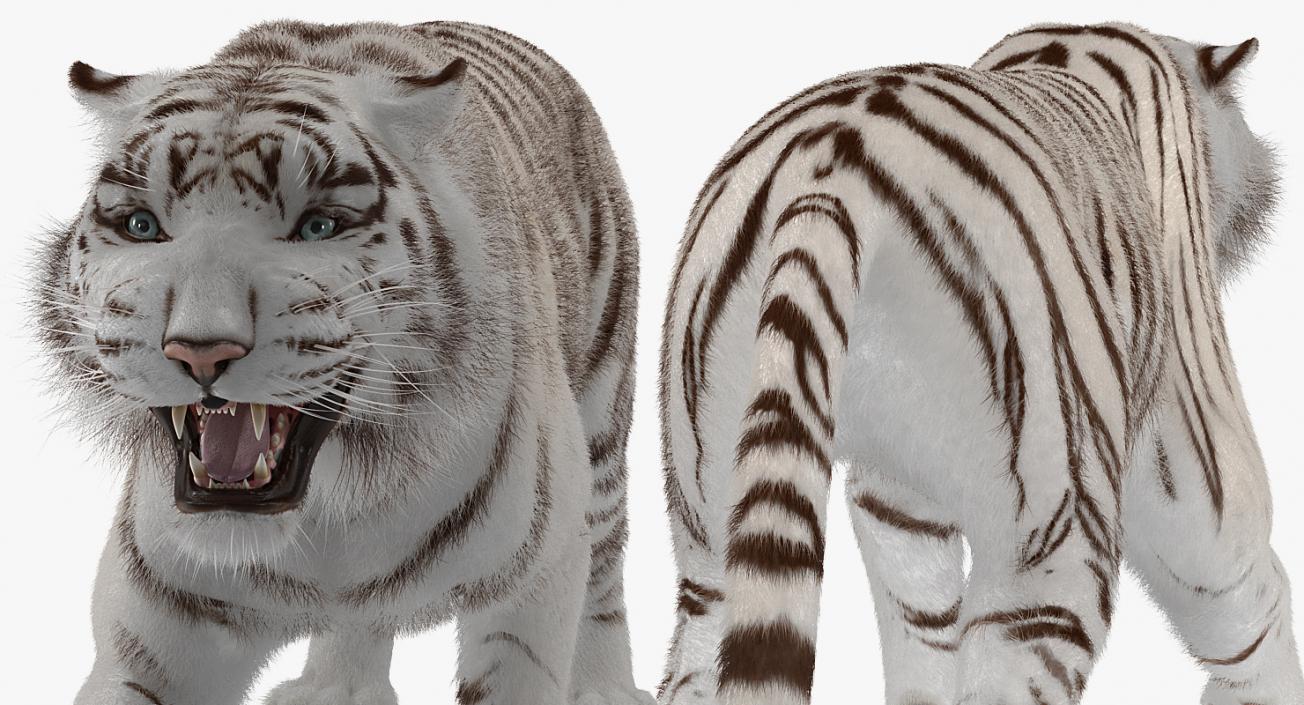 3D model White Tiger Roar with Fur