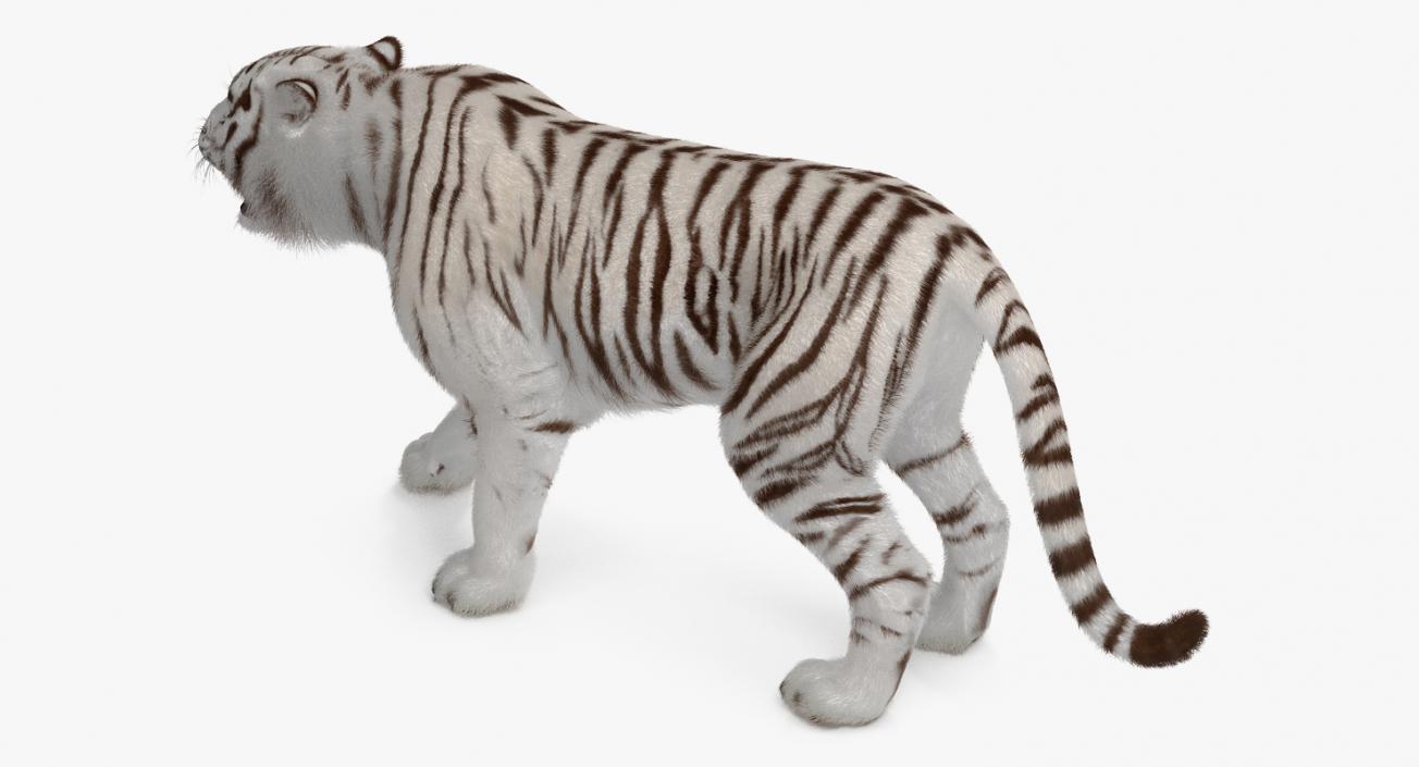 3D model White Tiger Roar with Fur