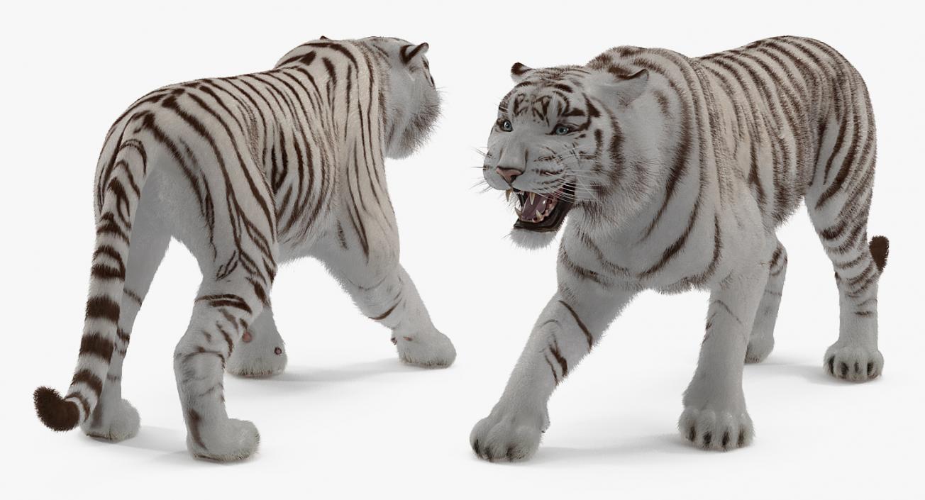 3D model White Tiger Roar with Fur