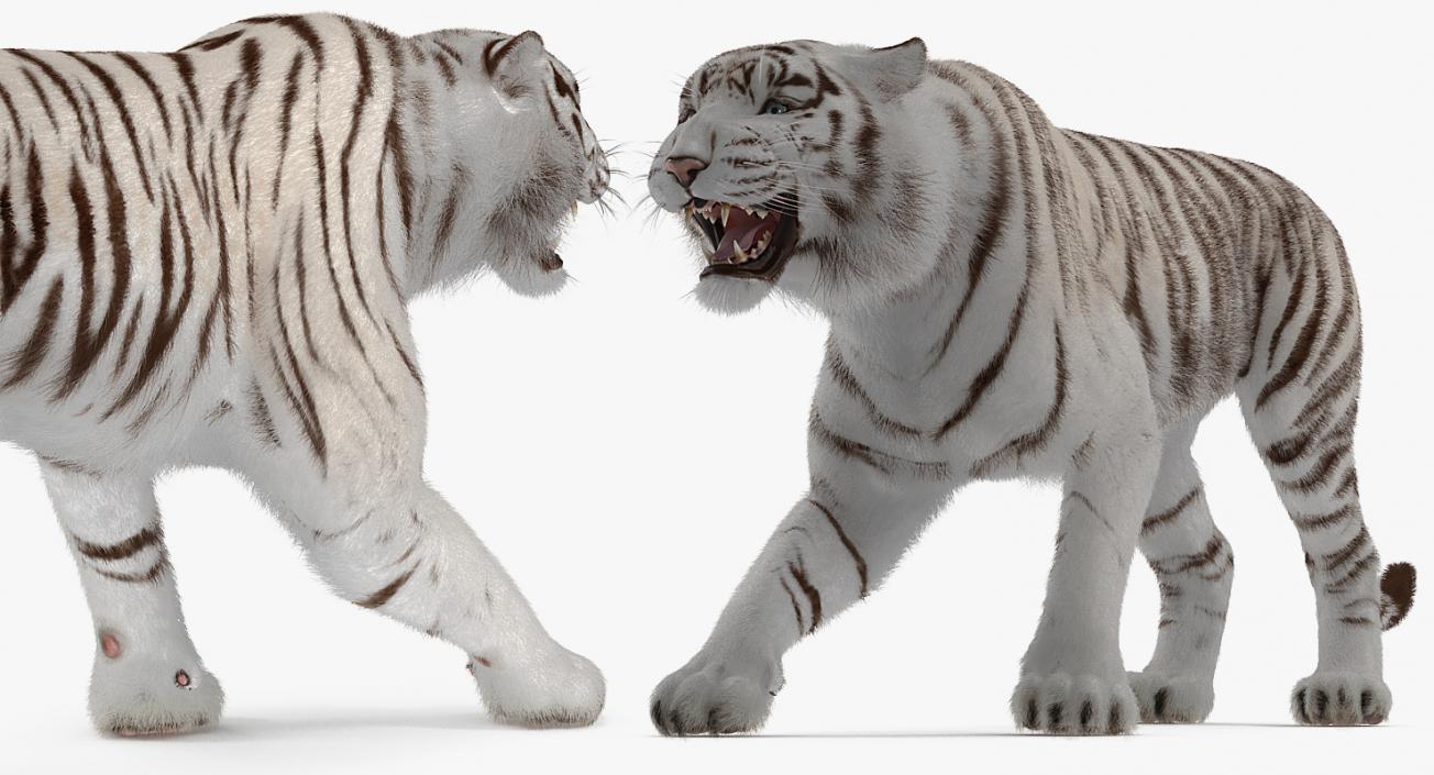 3D model White Tiger Roar with Fur