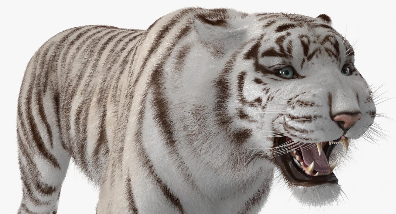 3D model White Tiger Roar with Fur