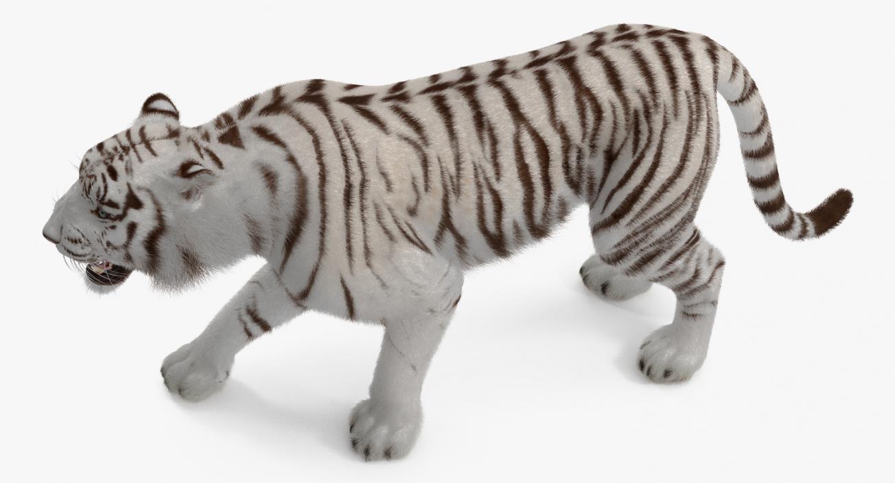 3D model White Tiger Roar with Fur