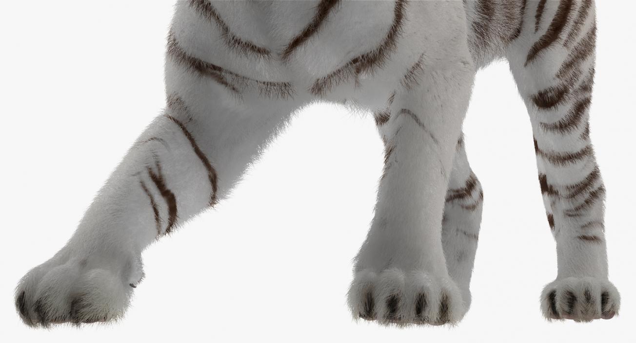 3D model White Tiger Roar with Fur