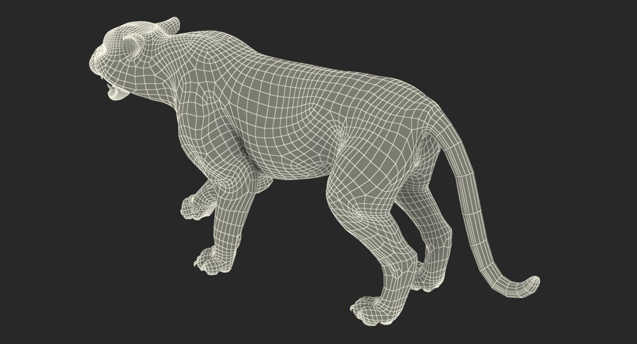 3D model White Tiger Roar with Fur