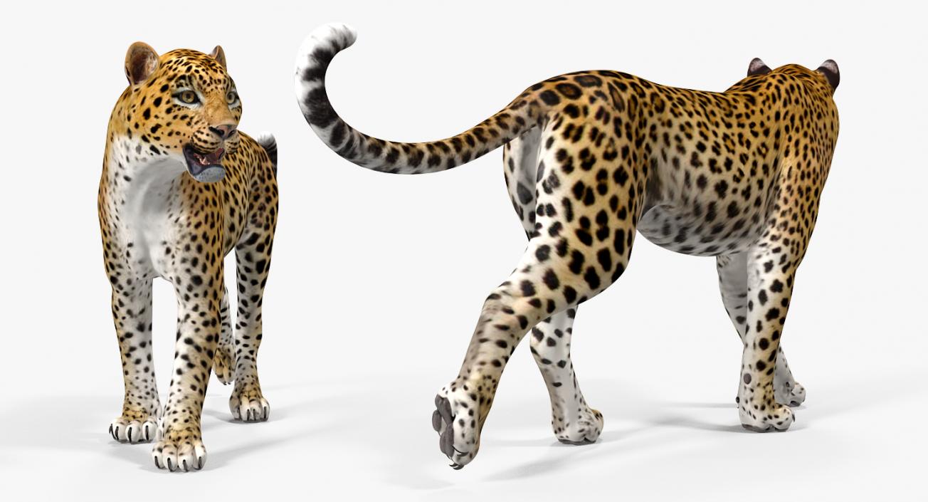 3D model Leopard Walking Pose