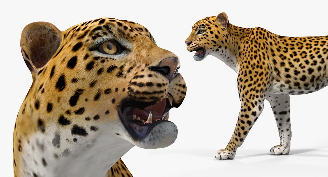 3D model Leopard Walking Pose