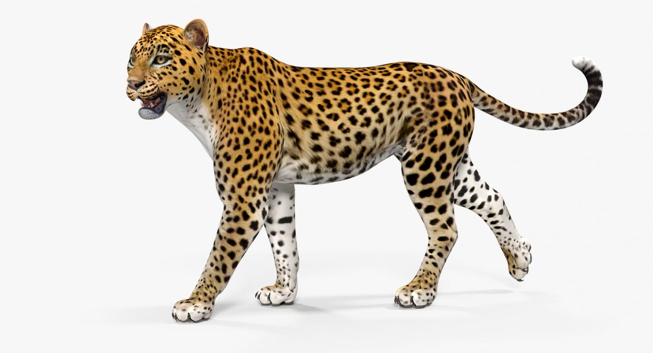 3D model Leopard Walking Pose