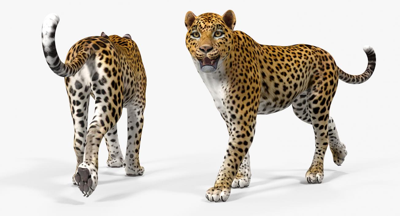 3D model Leopard Walking Pose