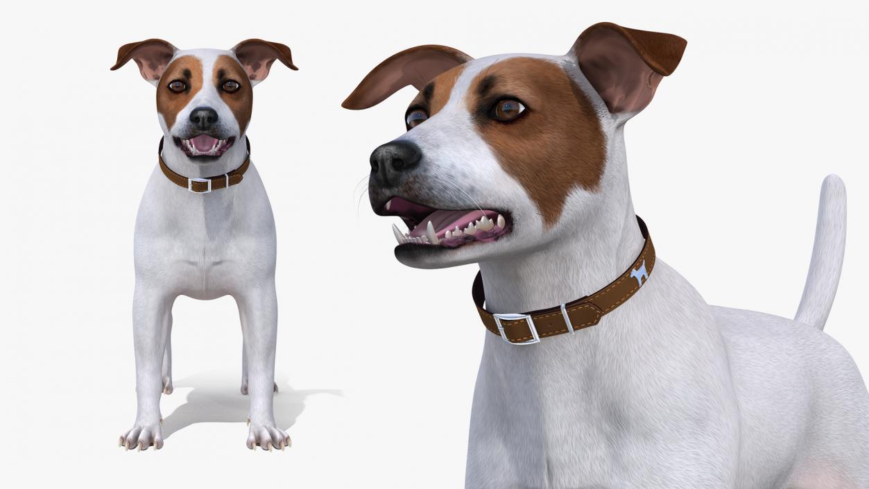 3D Jack Russell Terrier White