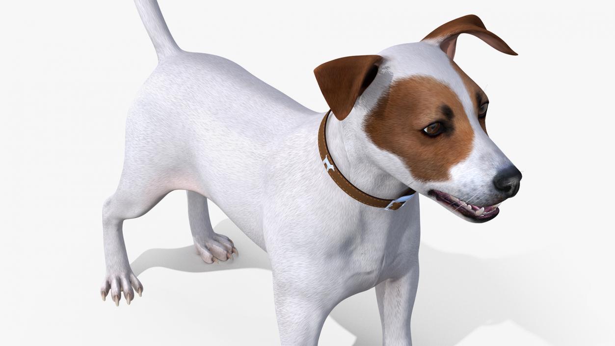 3D Jack Russell Terrier White