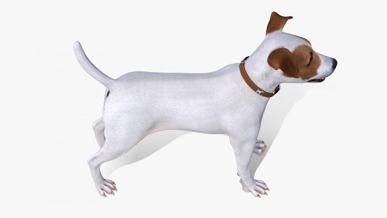 3D Jack Russell Terrier White