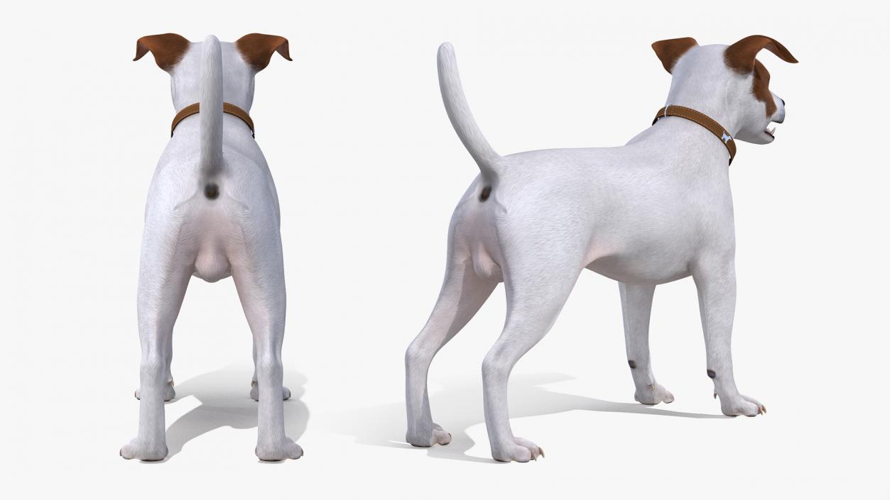 3D Jack Russell Terrier White