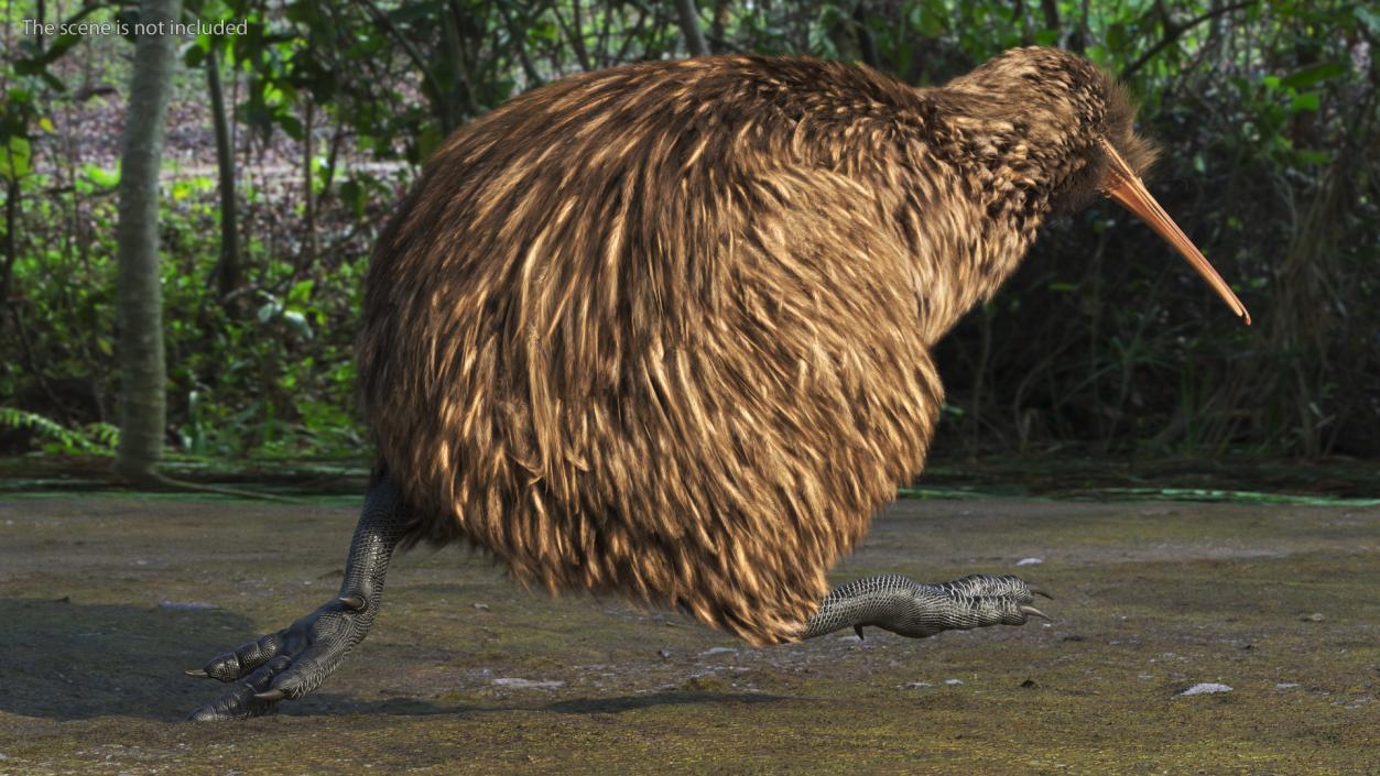 3D model Kiwi Bird Fur Rigged