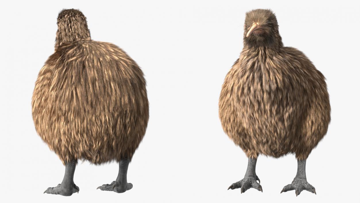 3D model Kiwi Bird Fur Rigged