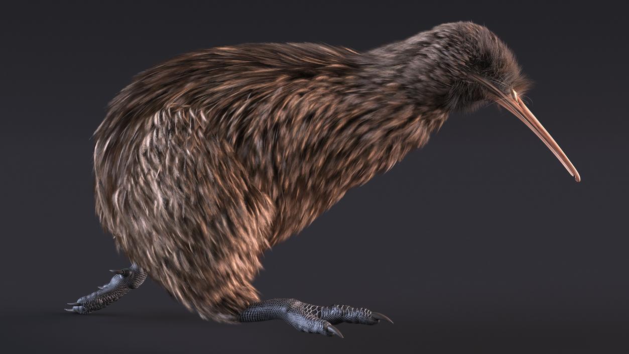 3D model Kiwi Bird Fur Rigged