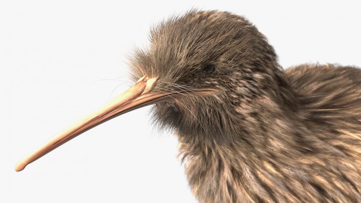 3D model Kiwi Bird Fur Rigged