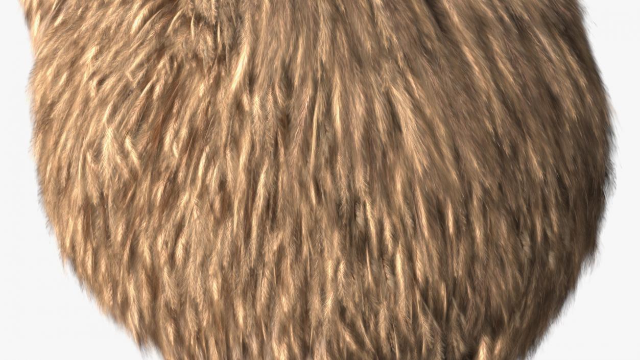 3D model Kiwi Bird Fur Rigged