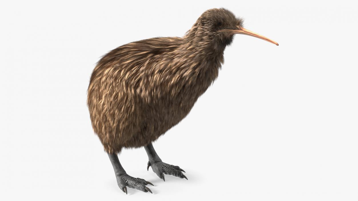 3D model Kiwi Bird Fur Rigged